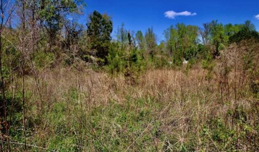Photo of SOLD!!  36 Acres of  Timber Land For Sale in Pitt County NC!