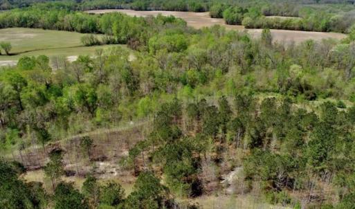 Photo of SOLD!!  36 Acres of  Timber Land For Sale in Pitt County NC!