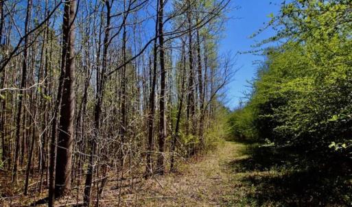 Photo of SOLD!!  36 Acres of  Timber Land For Sale in Pitt County NC!