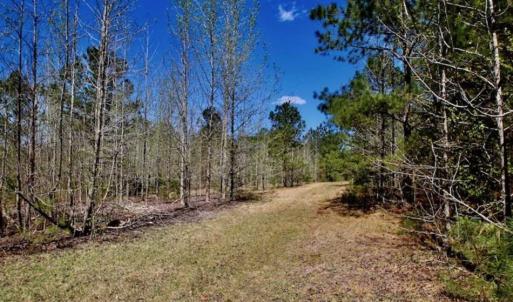 Photo of SOLD!!  36 Acres of  Timber Land For Sale in Pitt County NC!