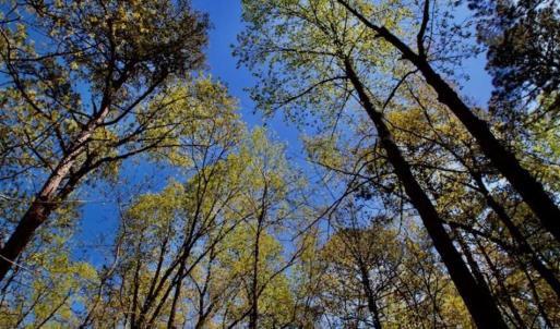 Photo of SOLD!!  36 Acres of  Timber Land For Sale in Pitt County NC!