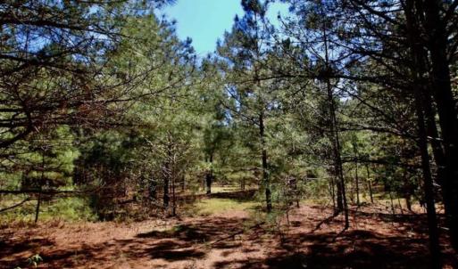 Photo of SOLD!!  36 Acres of  Timber Land For Sale in Pitt County NC!