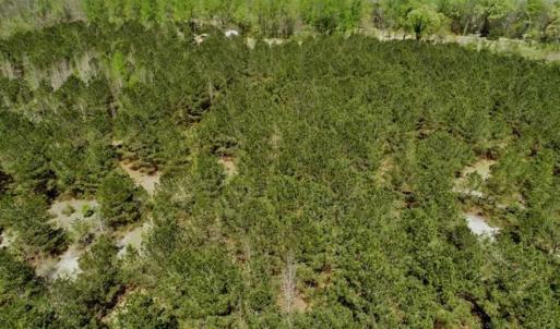Photo of SOLD!!  36 Acres of  Timber Land For Sale in Pitt County NC!