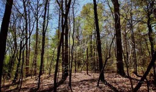 Photo of SOLD!!  36 Acres of  Timber Land For Sale in Pitt County NC!