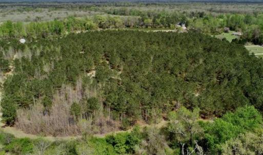 Photo of SOLD!!  36 Acres of  Timber Land For Sale in Pitt County NC!