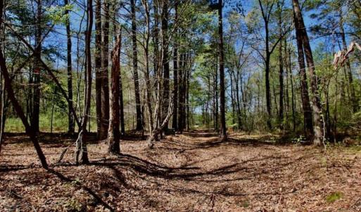 Photo of SOLD!!  36 Acres of  Timber Land For Sale in Pitt County NC!