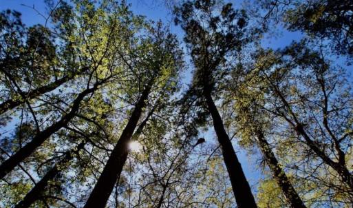 Photo of SOLD!!  36 Acres of  Timber Land For Sale in Pitt County NC!