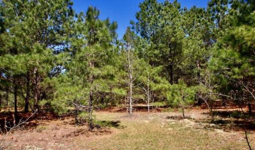 Photo of SOLD!!  36 Acres of  Timber Land For Sale in Pitt County NC!
