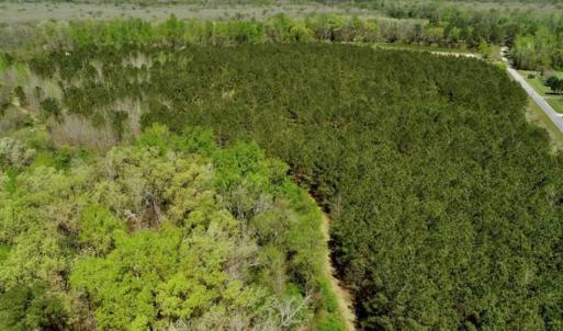 Photo of SOLD!!  36 Acres of  Timber Land For Sale in Pitt County NC!