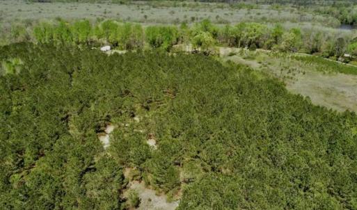 Photo of SOLD!!  36 Acres of  Timber Land For Sale in Pitt County NC!