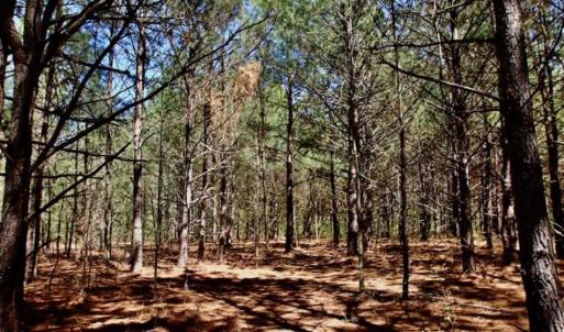 Photo of SOLD!!  36 Acres of  Timber Land For Sale in Pitt County NC!