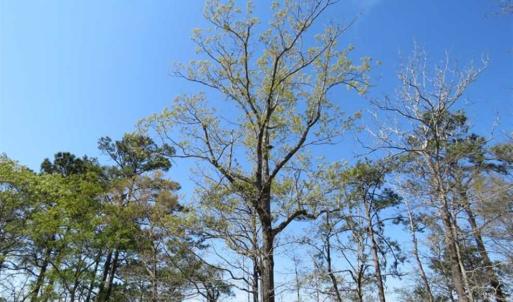 Photo of REDUCED!  0.47 Acre Residential Lot For Sale in Brunswick County NC!