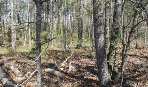 Photo of 1 Acre Residential Building Lot For Sale in Southampton County VA!