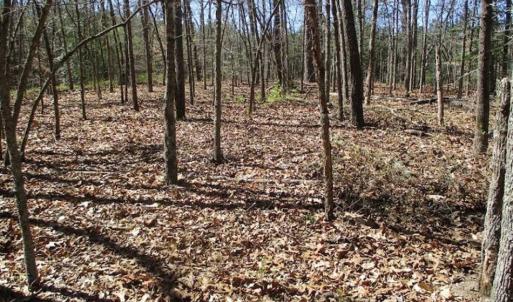 Photo of 1 Acre Residential Building Lot For Sale in Southampton County VA!