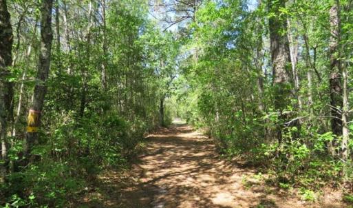 Photo of SOLD!!  9 Acres of Residential and Hunting Land in Pender County NC!