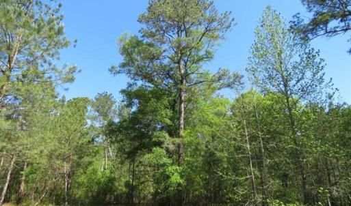 Photo of SOLD!!  9 Acres of Residential and Hunting Land in Pender County NC!
