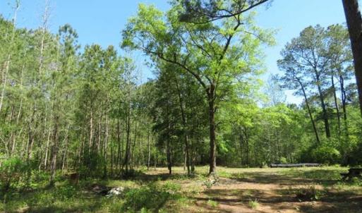 Photo of SOLD!!  9 Acres of Residential and Hunting Land in Pender County NC!
