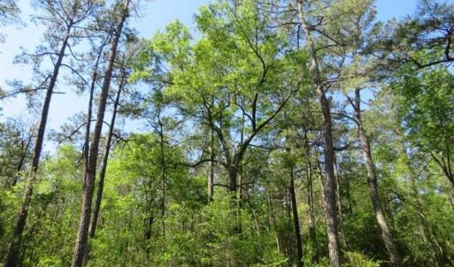 Photo of SOLD!!  9 Acres of Residential and Hunting Land in Pender County NC!