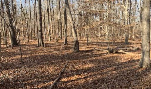 Photo of UNDER CONTRACT!!  10 Acres 0f Timber Land For Sale in Orange County NC!