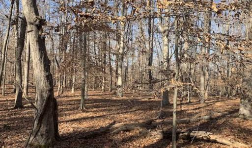 Photo of UNDER CONTRACT!!  10 Acres 0f Timber Land For Sale in Orange County NC!