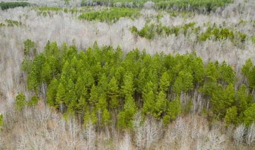 Photo of SOLD!!  106.89 Acres of Hunting Land with House For Sale in Person County NC!