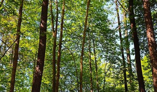 Photo of SOLD!!  1.02 Acres of Residential Land For Sale in Halifax County NC!
