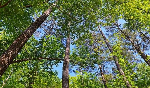 Photo of SOLD!!  1.02 Acres of Residential Land For Sale in Halifax County NC!