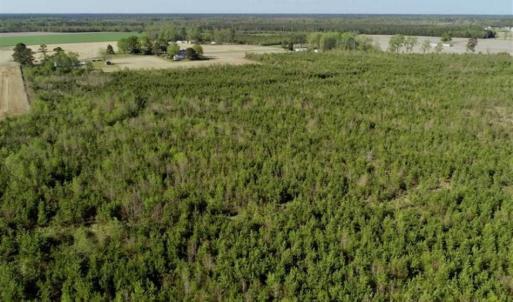 Photo of REDUCED!  218 Acres of Hunting and Timber Land For Sale in Gates County NC!