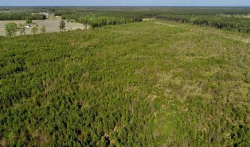 Photo of REDUCED!  218 Acres of Hunting and Timber Land For Sale in Gates County NC!