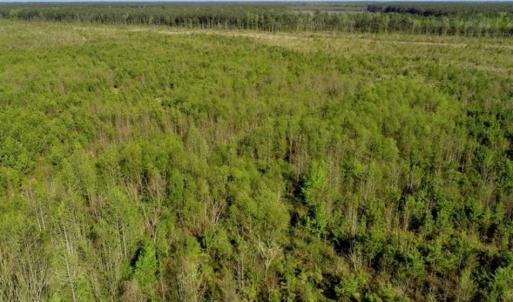 Photo of REDUCED!  218 Acres of Hunting and Timber Land For Sale in Gates County NC!
