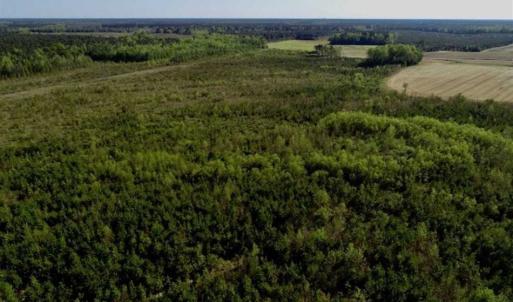 Photo of REDUCED!  218 Acres of Hunting and Timber Land For Sale in Gates County NC!