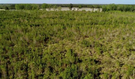 Photo of REDUCED!  218 Acres of Hunting and Timber Land For Sale in Gates County NC!