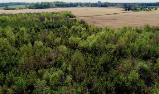 Photo of REDUCED!  218 Acres of Hunting and Timber Land For Sale in Gates County NC!