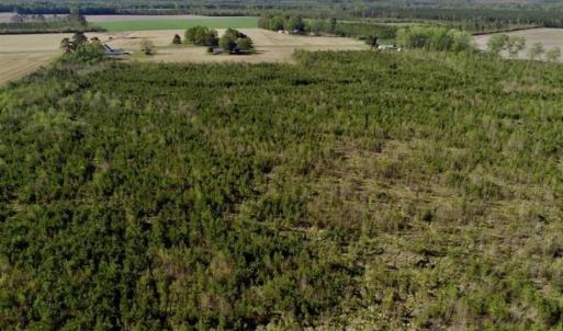 Photo of REDUCED!  218 Acres of Hunting and Timber Land For Sale in Gates County NC!