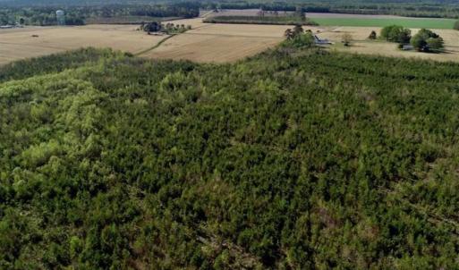 Photo of REDUCED!  218 Acres of Hunting and Timber Land For Sale in Gates County NC!