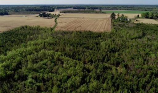 Photo of REDUCED!  218 Acres of Hunting and Timber Land For Sale in Gates County NC!