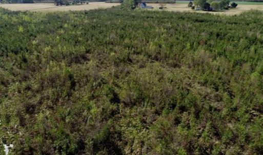 Photo of REDUCED!  218 Acres of Hunting and Timber Land For Sale in Gates County NC!