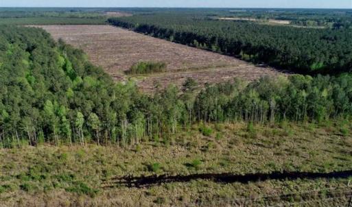 Photo of REDUCED!  218 Acres of Hunting and Timber Land For Sale in Gates County NC!