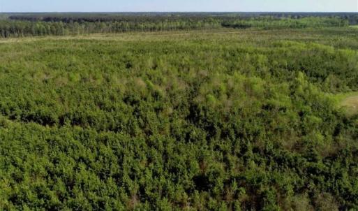 Photo of REDUCED!  218 Acres of Hunting and Timber Land For Sale in Gates County NC!