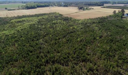 Photo of REDUCED!  218 Acres of Hunting and Timber Land For Sale in Gates County NC!