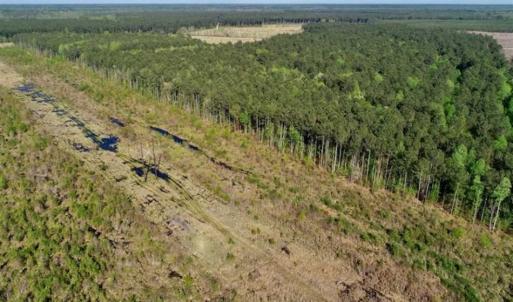 Photo of REDUCED!  218 Acres of Hunting and Timber Land For Sale in Gates County NC!