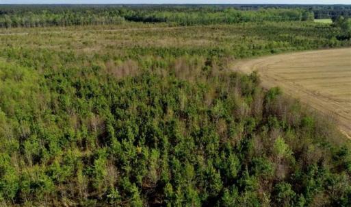 Photo of REDUCED!  218 Acres of Hunting and Timber Land For Sale in Gates County NC!