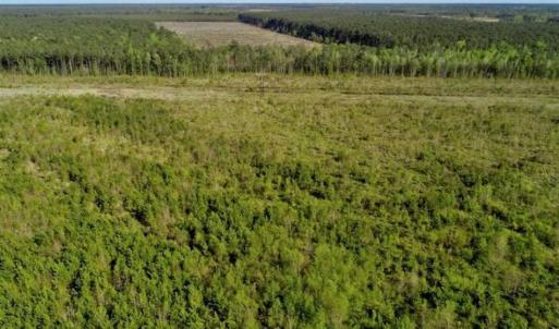 Photo of REDUCED!  218 Acres of Hunting and Timber Land For Sale in Gates County NC!