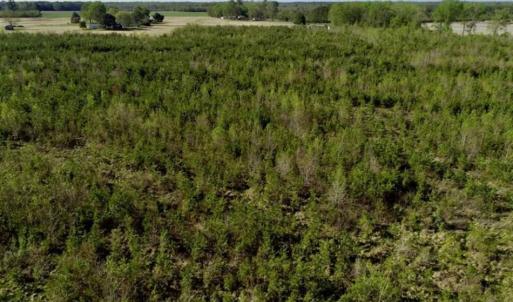 Photo of REDUCED!  218 Acres of Hunting and Timber Land For Sale in Gates County NC!