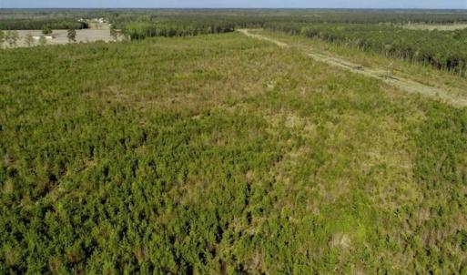 Photo of REDUCED!  218 Acres of Hunting and Timber Land For Sale in Gates County NC!