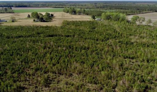 Photo of REDUCED!  218 Acres of Hunting and Timber Land For Sale in Gates County NC!