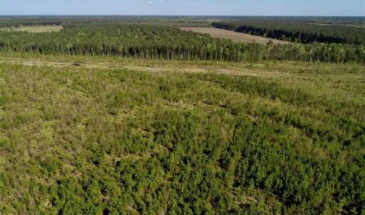 Photo of REDUCED!  218 Acres of Hunting and Timber Land For Sale in Gates County NC!