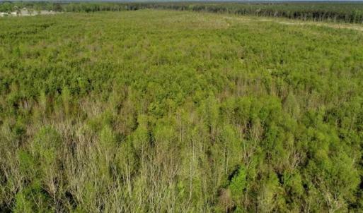 Photo of REDUCED!  218 Acres of Hunting and Timber Land For Sale in Gates County NC!