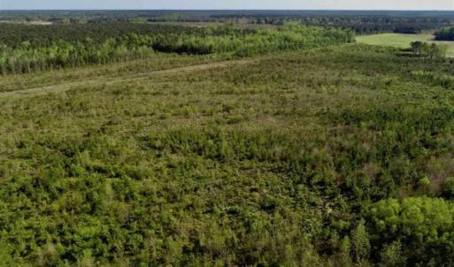 Photo of REDUCED!  218 Acres of Hunting and Timber Land For Sale in Gates County NC!
