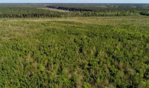 Photo of REDUCED!  218 Acres of Hunting and Timber Land For Sale in Gates County NC!